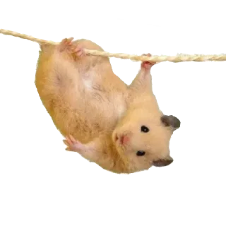 🐹 emoji Хомяки Telegram sticker 18 of 30