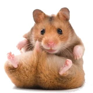🐹 emoji Хомяки Telegram sticker 8 of 30