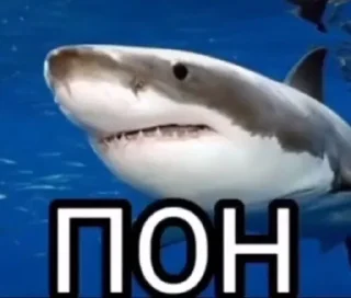 🦈 emoji Мемы осд и не только Telegram sticker 6 of 22