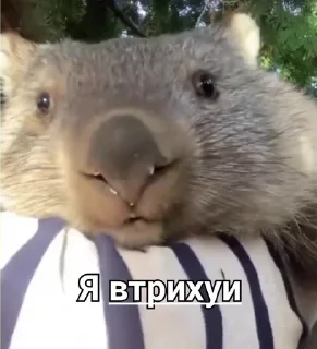 😰 emoji Мемы осд и не только Telegram sticker 19 of 22
