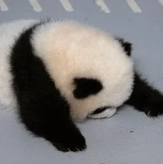🐼 emoji 𝓑𝔂" @LollyGif|@LollySticker "🐼🤍 Telegram sticker 12 of 38