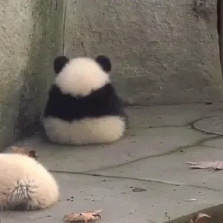 🐼 emoji 𝓑𝔂" @LollyGif|@LollySticker "🐼🤍 Telegram sticker 2 of 38