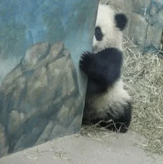 🐼 emoji 𝓑𝔂" @LollyGif|@LollySticker "🐼🤍 Telegram sticker 10 of 38