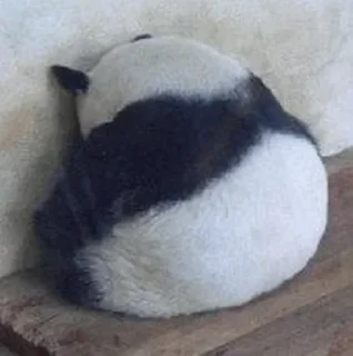 🐼 emoji 𝓑𝔂" @LollyGif|@LollySticker "🐼🤍 Telegram sticker 5 of 38
