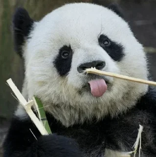 🐼 emoji 𝓑𝔂" @LollyGif|@LollySticker "🐼🤍 Telegram sticker 15 of 38