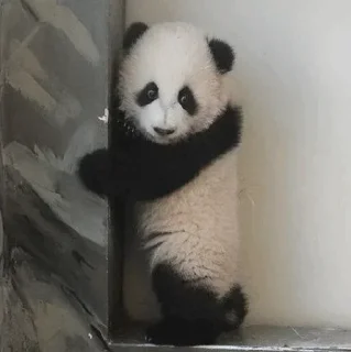 🐼 emoji 𝓑𝔂" @LollyGif|@LollySticker "🐼🤍 Telegram sticker 6 of 38