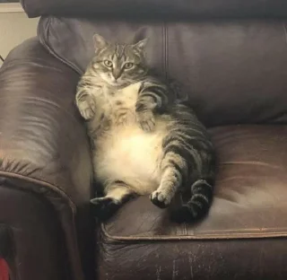 😐 emoji fat cat Telegram sticker 10 of 32