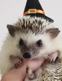 🎃 emoji Ёжики Telegram sticker 11 of 38
