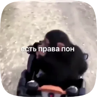 🇷🇴 emoji Обезьянки поны 11 Telegram sticker 8 of 27