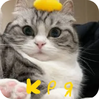 🐱 emoji Мемы+красота Telegram sticker 5 of 65