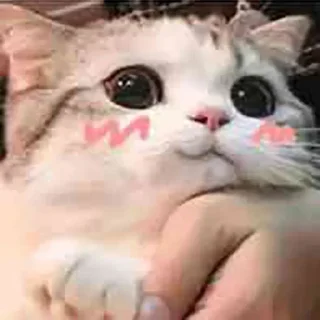 ❤️ emoji 小鹿乱撞 Telegram sticker 10 of 120