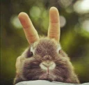 ✌ emoji Bunny Telegram sticker 5 of 15