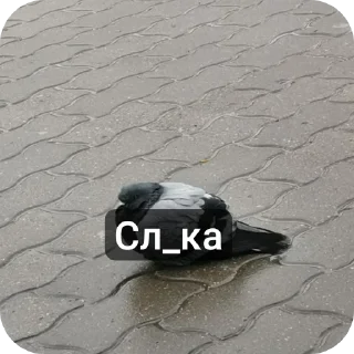 🐦 emoji Сигмы Telegram sticker 9 of 22