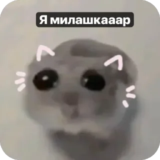 🎀 emoji Хомячки 🤍 Telegram sticker 13 of 18