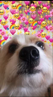 ❤️ emoji G.O.A.T dei Dog (@mattiax2) Telegram sticker 20 of 34