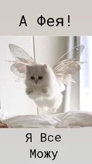 🧚‍♀️ emoji 😻Cat's_meow🐾 Telegram sticker 14 of 29