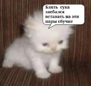 🌟 emoji котикии Telegram sticker 19 of 29