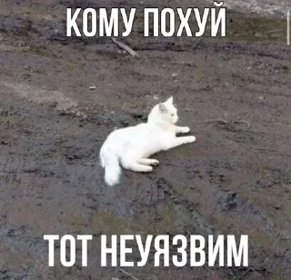 🌟 emoji котикии Telegram sticker 16 of 29