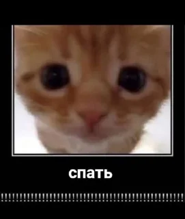 🌟 emoji котикии Telegram sticker 17 of 29