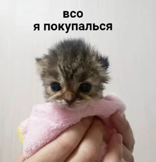 🌟 emoji котикии Telegram sticker 11 of 29