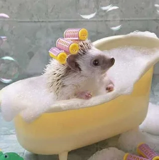 🛁 emoji Ёжики Telegram sticker 7 of 38