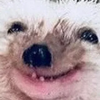 😆 emoji Ёжики Telegram sticker 22 of 38