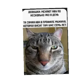 🐱 emoji Мемы+красота Telegram sticker 6 of 65