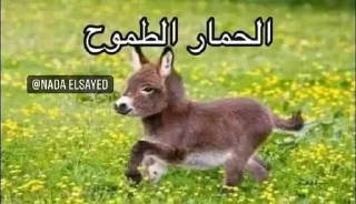 Sticker from (cats&dogs)BASHAR.MO!
