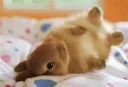 😴 emoji Bunny Telegram sticker 6 of 15