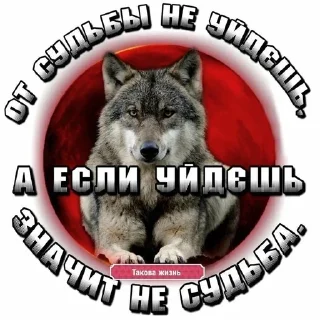 🐺 emoji Фо Хорни Волк любимый Telegram sticker 23 of 112