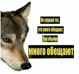 🐺 emoji Фо Хорни Волк любимый Telegram sticker 13 of 112