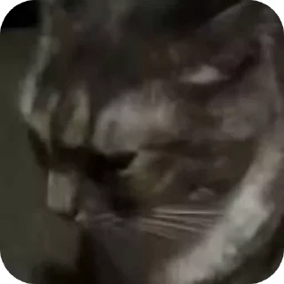 Sticker from catscatscats