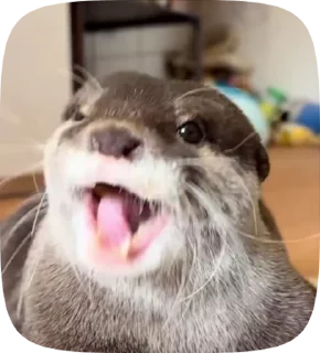 🌟 emoji duck and otters Telegram sticker 24 of 42