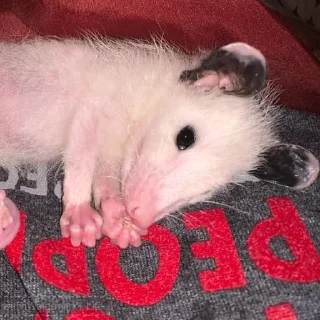 👶 emoji Poucho Villa Opossum Telegram sticker 8 of 87