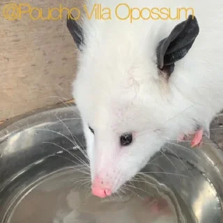 🍺 emoji Poucho Villa Opossum Telegram sticker 10 of 87