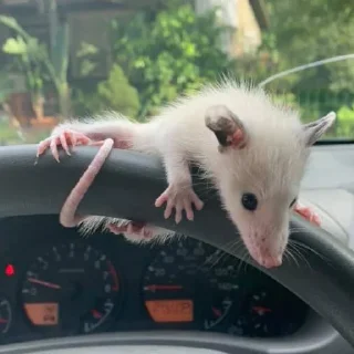 🚘 emoji Poucho Villa Opossum Telegram sticker 7 of 87