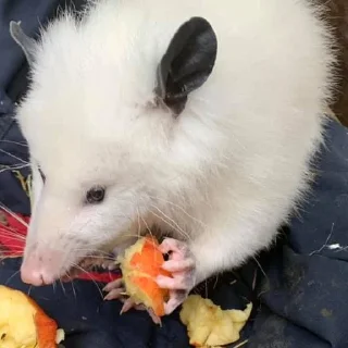 🍎 emoji Poucho Villa Opossum Telegram sticker 11 of 87