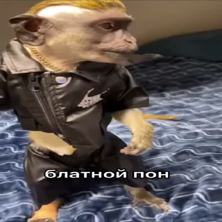 😎 emoji Бибизяний клуб :: @QstickBot Telegram sticker 11 of 27
