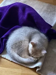 🛌 emoji лютик🫶 Telegram sticker 10 of 12