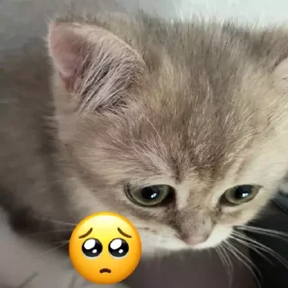 🥺 emoji лютик🫶 Telegram sticker 6 of 12