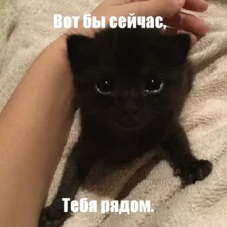 🫂 emoji Котики!! Telegram sticker 7 of 27