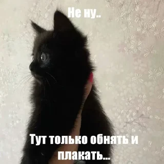 😭 emoji Котики!! Telegram sticker 21 of 27
