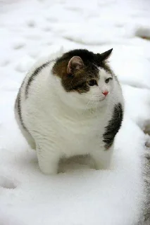 😸 emoji fat cat Telegram sticker 8 of 32
