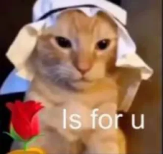 🌹 emoji cats Telegram sticker 14 of 70