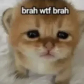 😟 emoji cats Telegram sticker 6 of 70