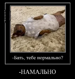 Sticker from Прикольными подсели 2.0