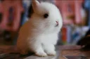 Sticker from Bunny