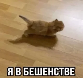 Sticker from котикии