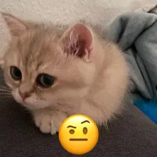 🤨 emoji лютик🫶 Telegram sticker 7 of 12