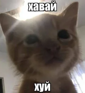 🌟 emoji котикии Telegram sticker 15 of 29